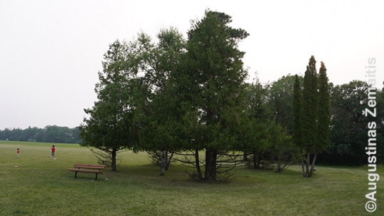Baltic circle of trees